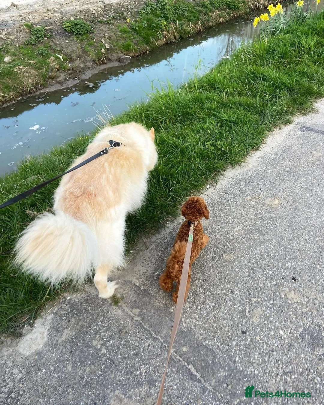 Toy Poodle dogs for sale: Milo Beautiful Male Toy Poodle Puppy - Advert 4