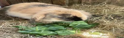Mini Lion Lop rabbits for sale: Mini Lion Lop Babies & Mom  - Advert 12
