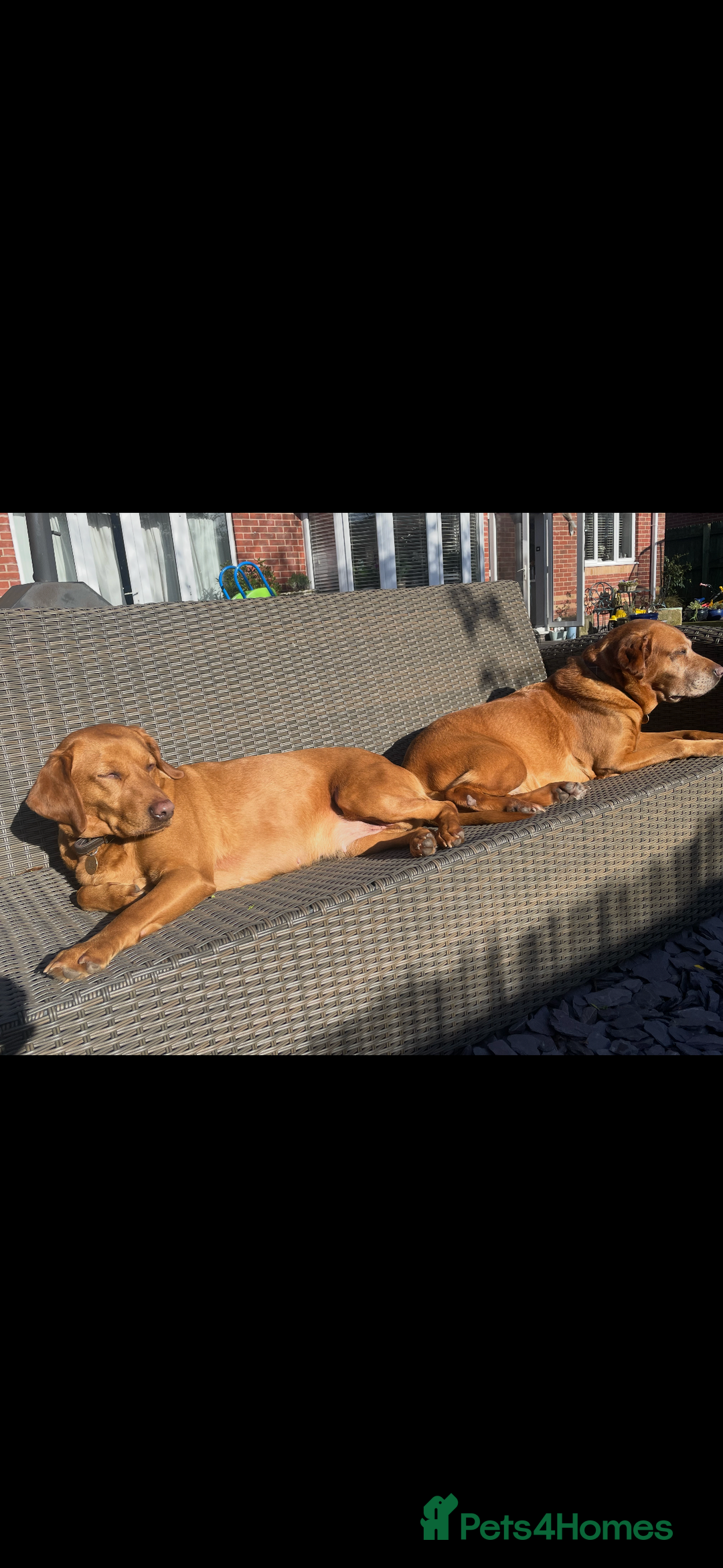 Labrador Retriever dogs for sale: Velvet black old English Labrador puppies  - Advert 12