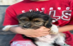 Mixed Breed dogs for sale: Beagle Cross puppies  - Image 21
