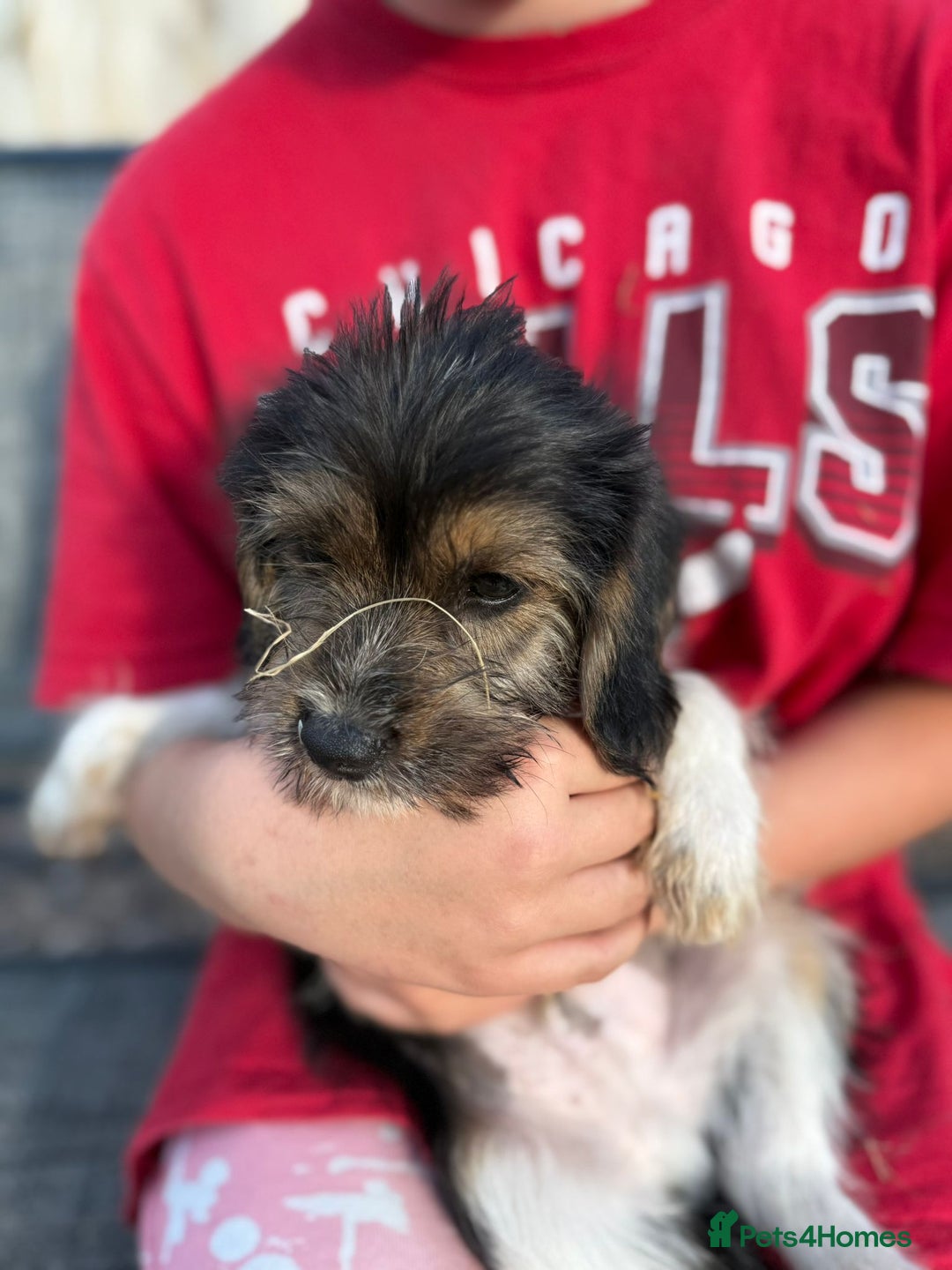 Mixed Breed dogs for sale: Beagle Cross puppies  - Image 21