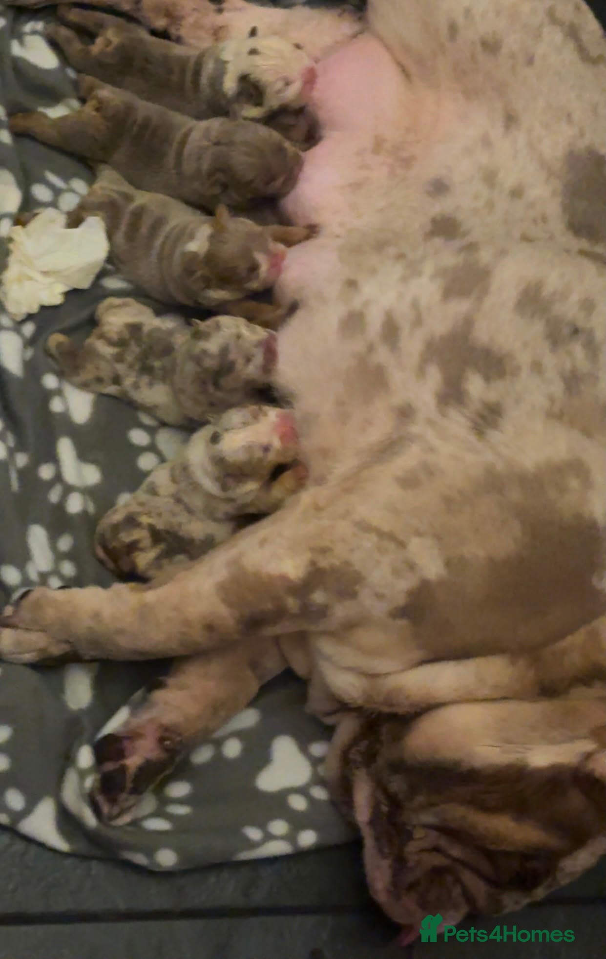 English Bulldog dogs Beautiful British bull dog puppies - Advert 2