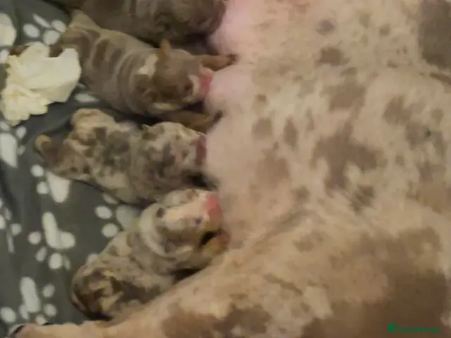 English Bulldog dogs Beautiful British bull dog puppies - Advert 2
