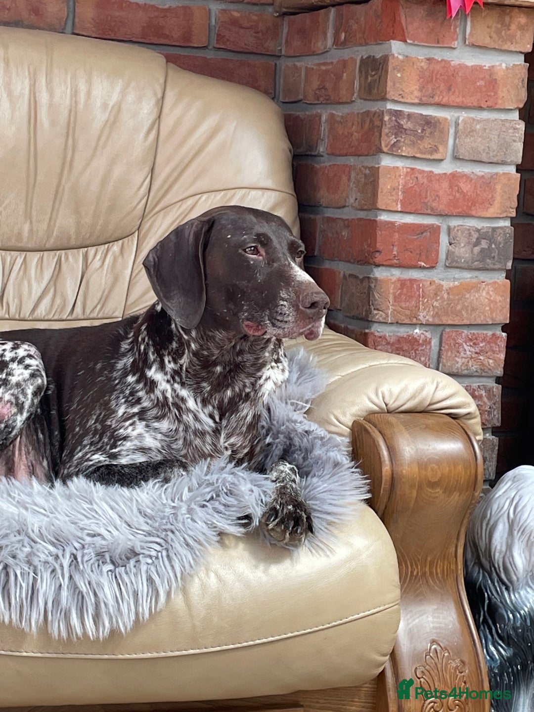 German Shorthaired Pointer dogs for sale: German shorthaired pointer boys and girls  - Image 11
