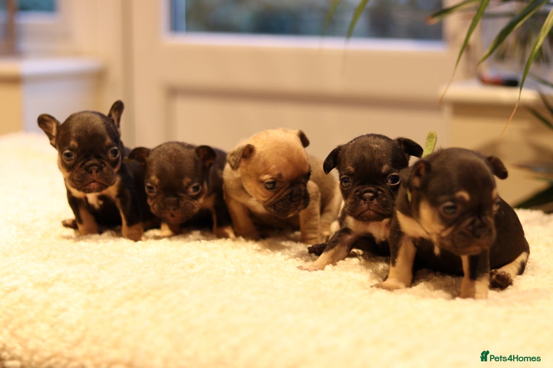 French Bulldog dogs for sale: Beautiful healthy full breed Frenchbulldog puppies - Image 11