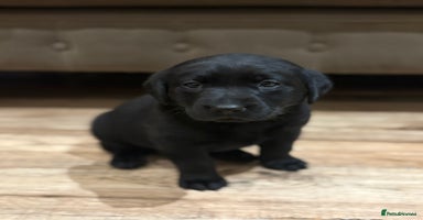 Labrador Retriever dogs - Advert 6