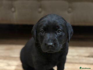 Labrador Retriever dogs - Advert 7