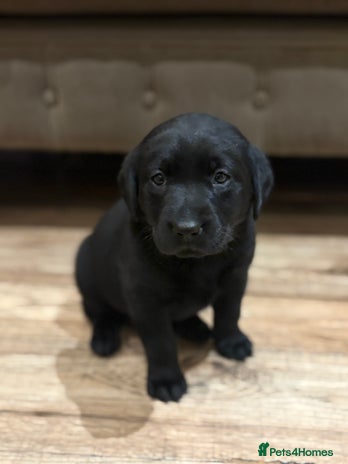 Labrador Retriever dogs - Advert 15