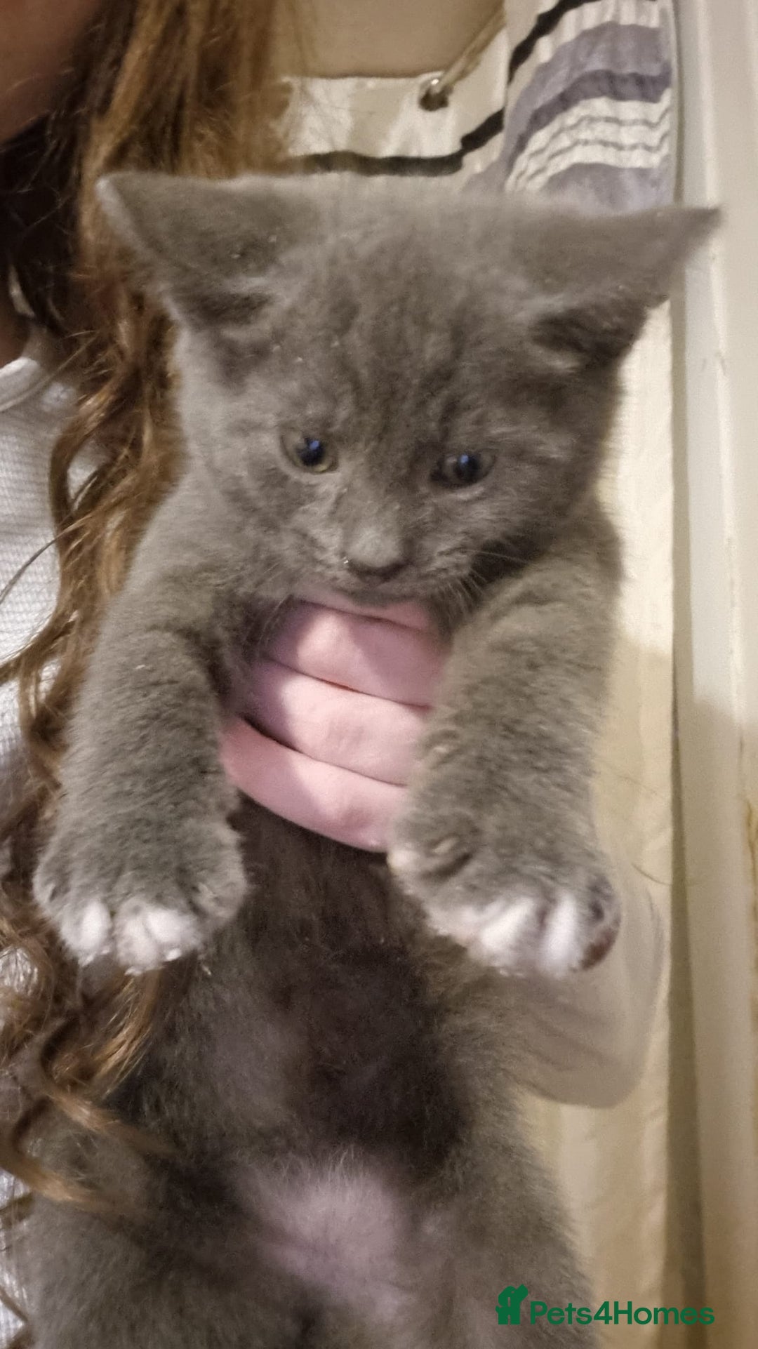 Mixed Breed cats for sale: Kittens - Advert 2