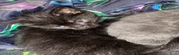 Mixed Breed cats for sale: Beautiful kittens  - Advert 4