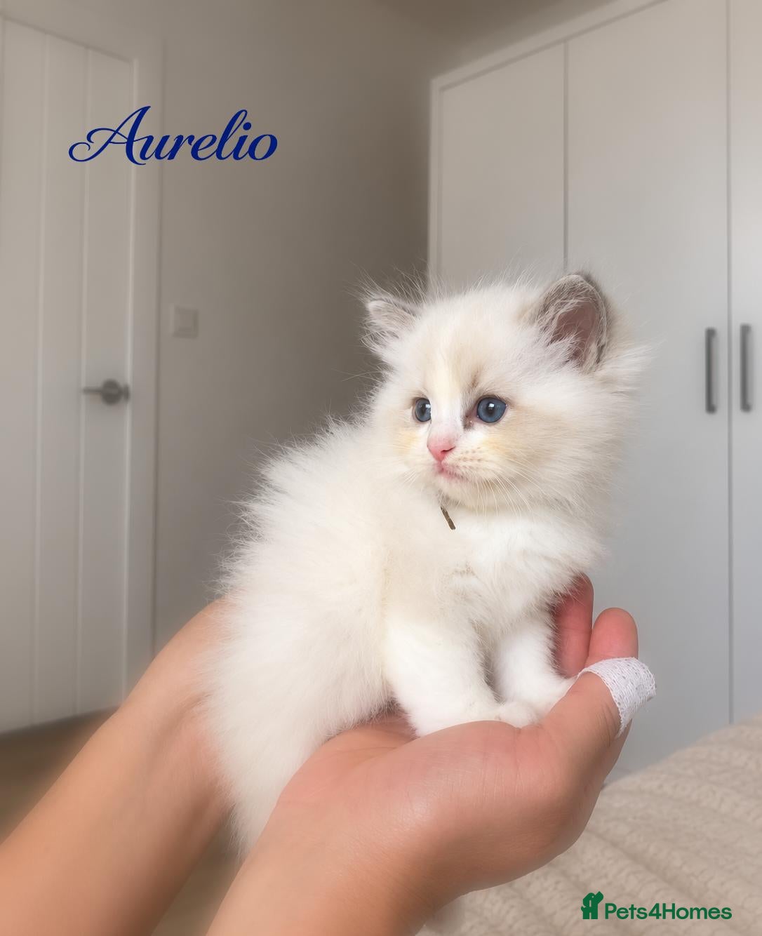 Ragdoll cats TICA Champion Bloodline Ragdoll Kittens - Advert 1