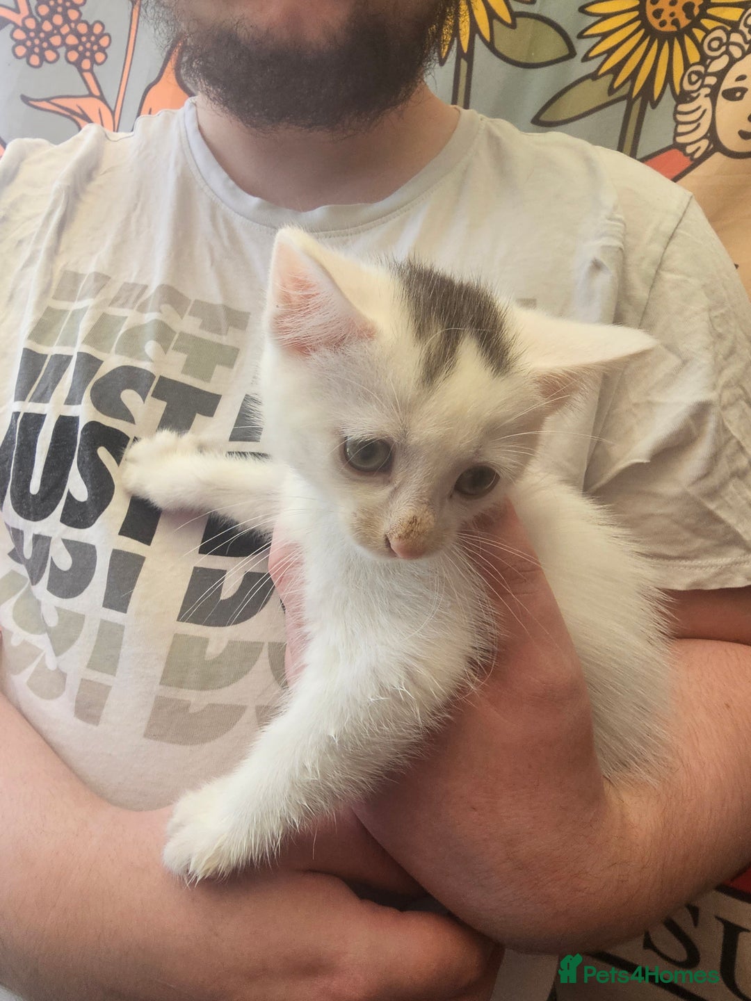 Mixed Breed cats for sale: KITTENS FOR SALE - Image 2