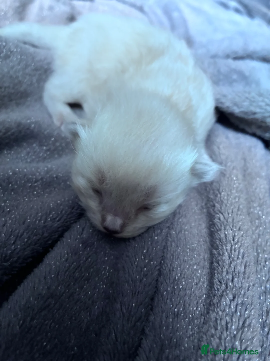 Mixed Breed cats for sale: 5 Beauitiful Ragdoll/Bengal kittens  - Advert 10
