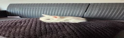 French Lop rabbits for sale: Mini Lop/Teddy Lionhead - Advert 5