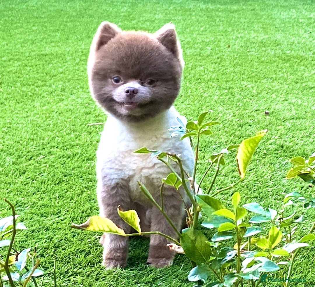 Pomeranian dogs for stud: Beautiful Lilac / Lavender Pomeranian at Stud in Luton - Advert 4