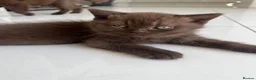 British Shorthair cats for sale: Chocolate and lilac British short hair kittens in Aylesford - Advert 26
