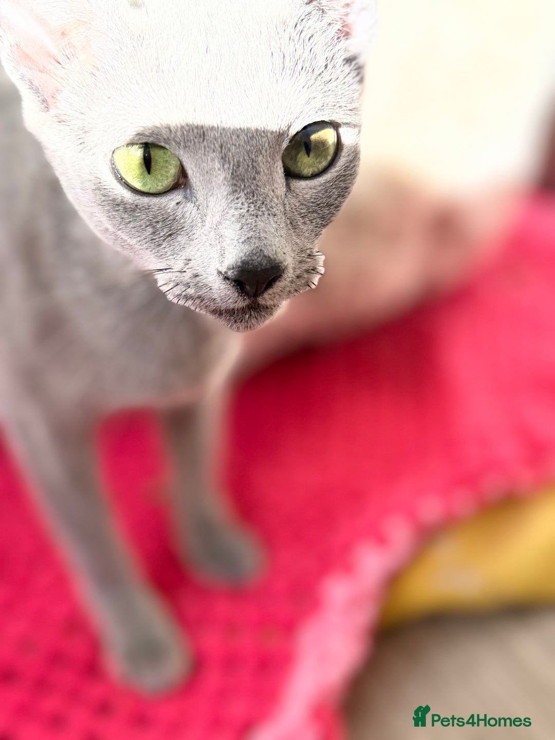 Russian Blue cats for sale: Russian Blue Female ACTIVE, TICA Registered. - Advert 4
