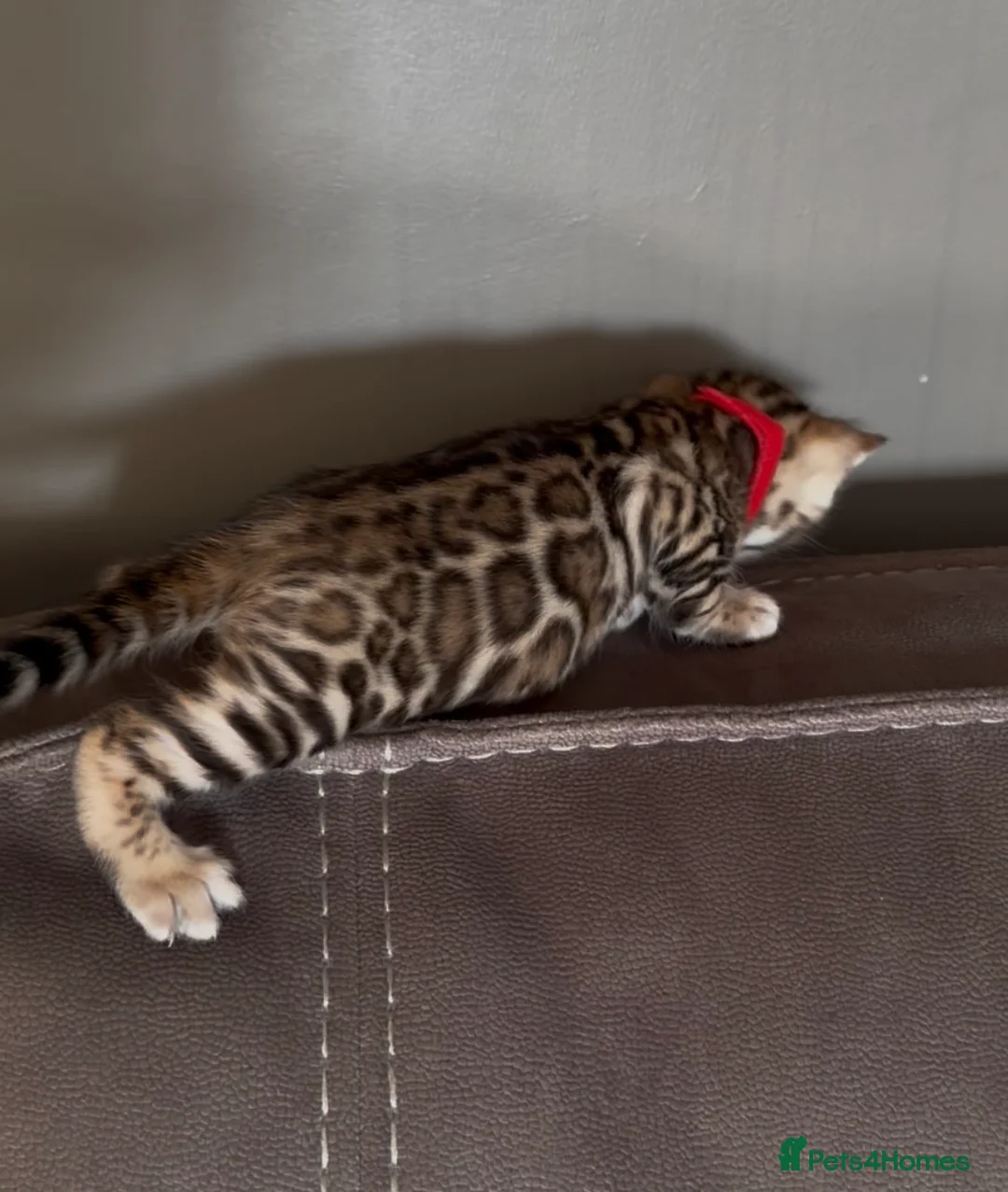 Bengal cats for sale: Beautiful Pedigree Bengal kittens for sale  - Advert 23