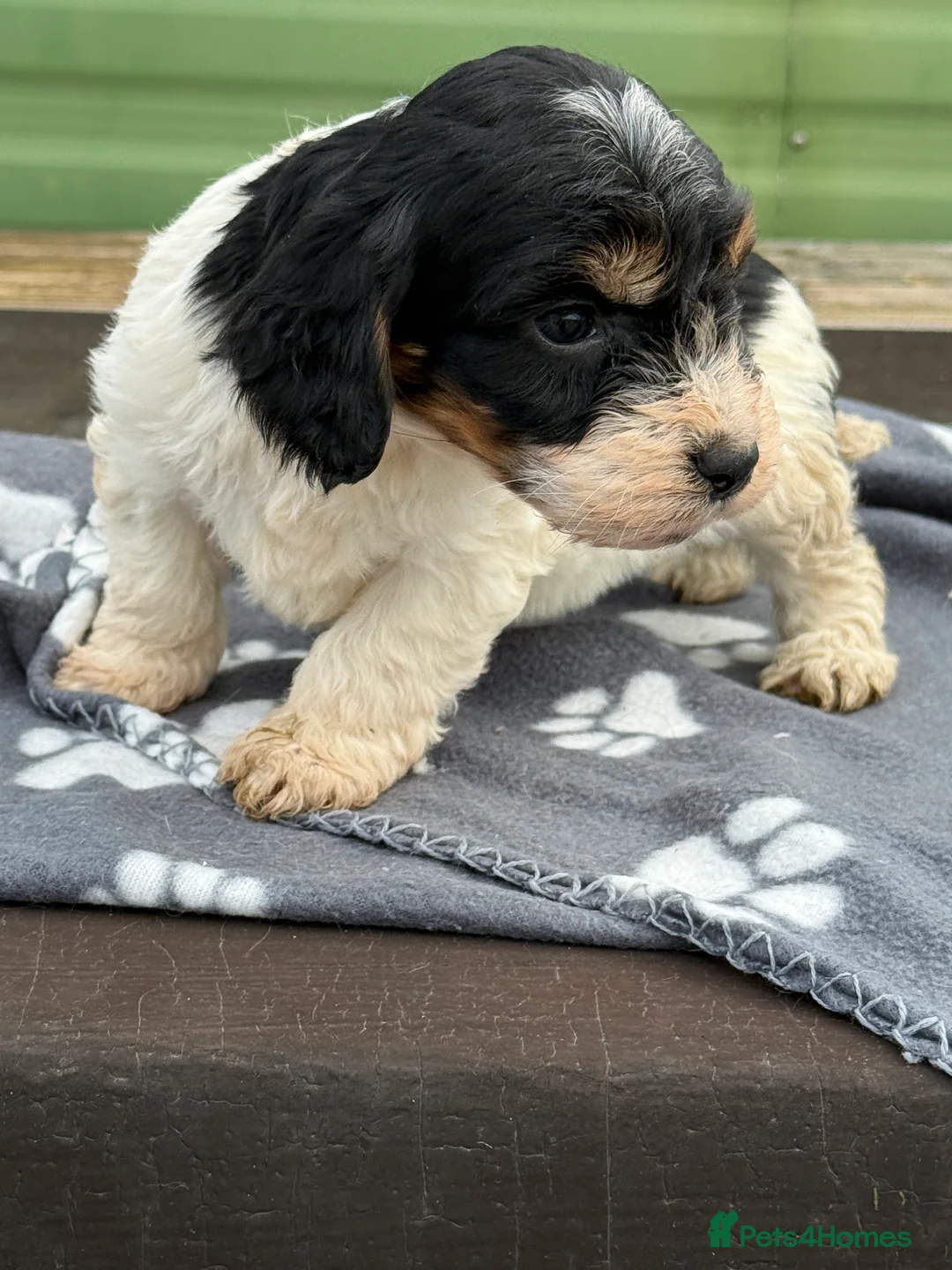 Cockapoo dogs for sale: Puppies in Liphook - Advert 2