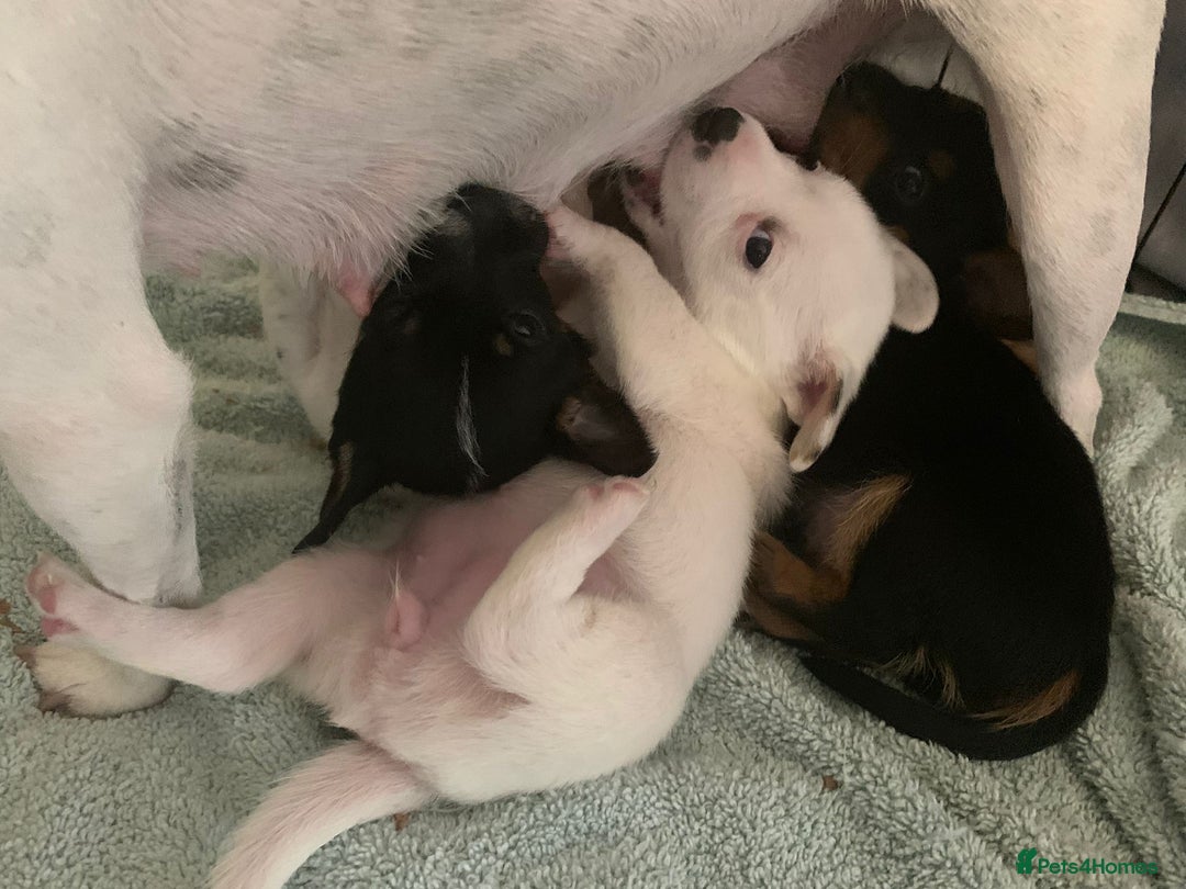Mixed Breed dogs for sale: Toy fox terrier/jack Russell puppies  - Image 6