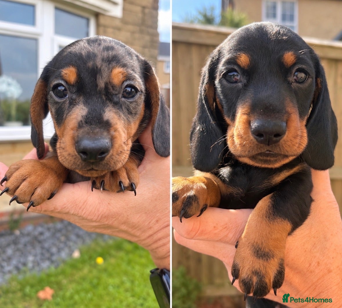 Miniature Dachshund dogs 2 beautiful boys left - miniature dachshund pups - Advert 7