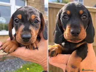 Miniature Dachshund dogs 2 beautiful boys left - miniature dachshund pups - Advert 7