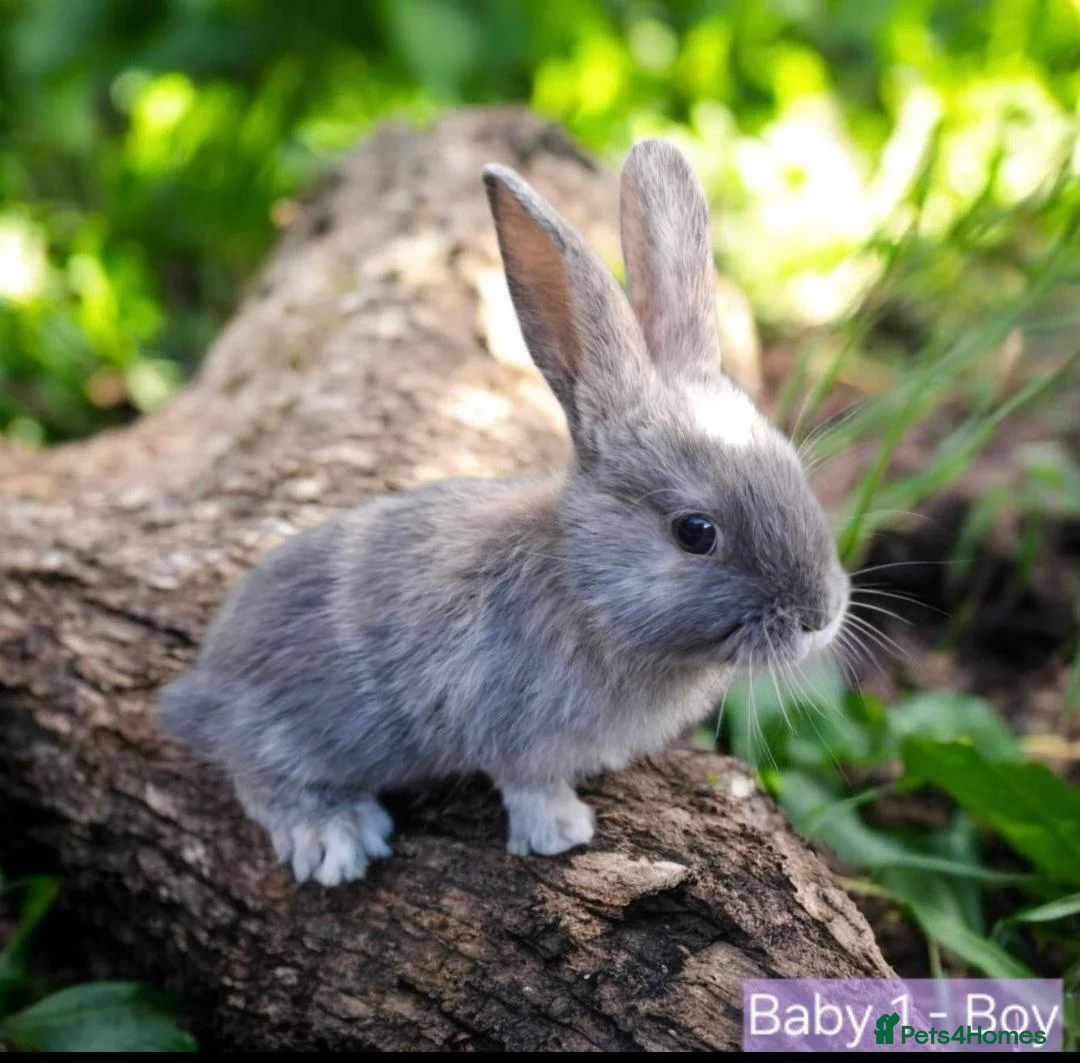 Mixed Breed rabbits for sale: Baby rabbits - Advert 2