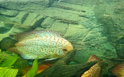 Discus fish for sale: Discus,  Well grown discus fish  - Image 5