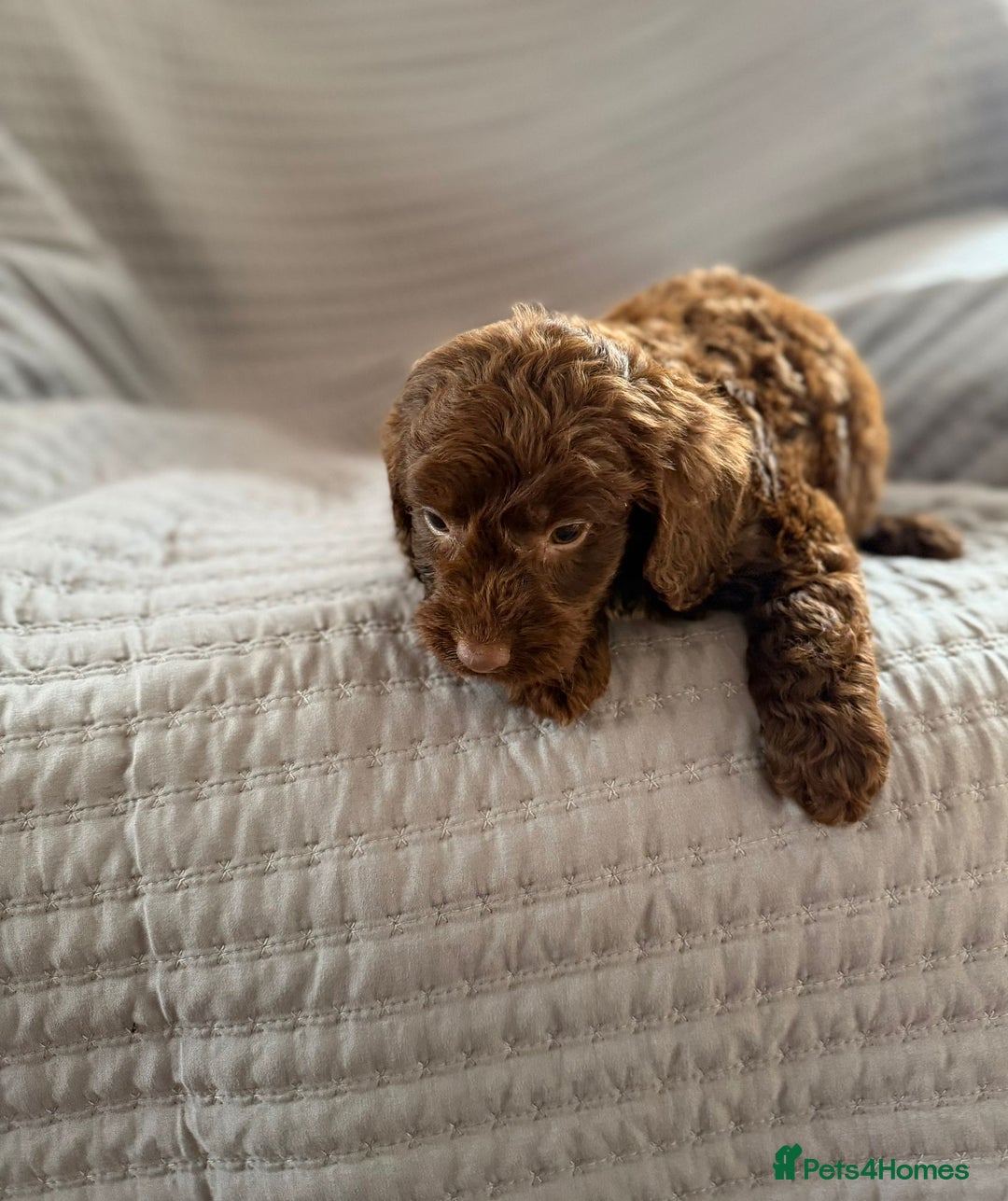 Cockapoo dogs for sale: Cockapoo puppies  - Advert 14