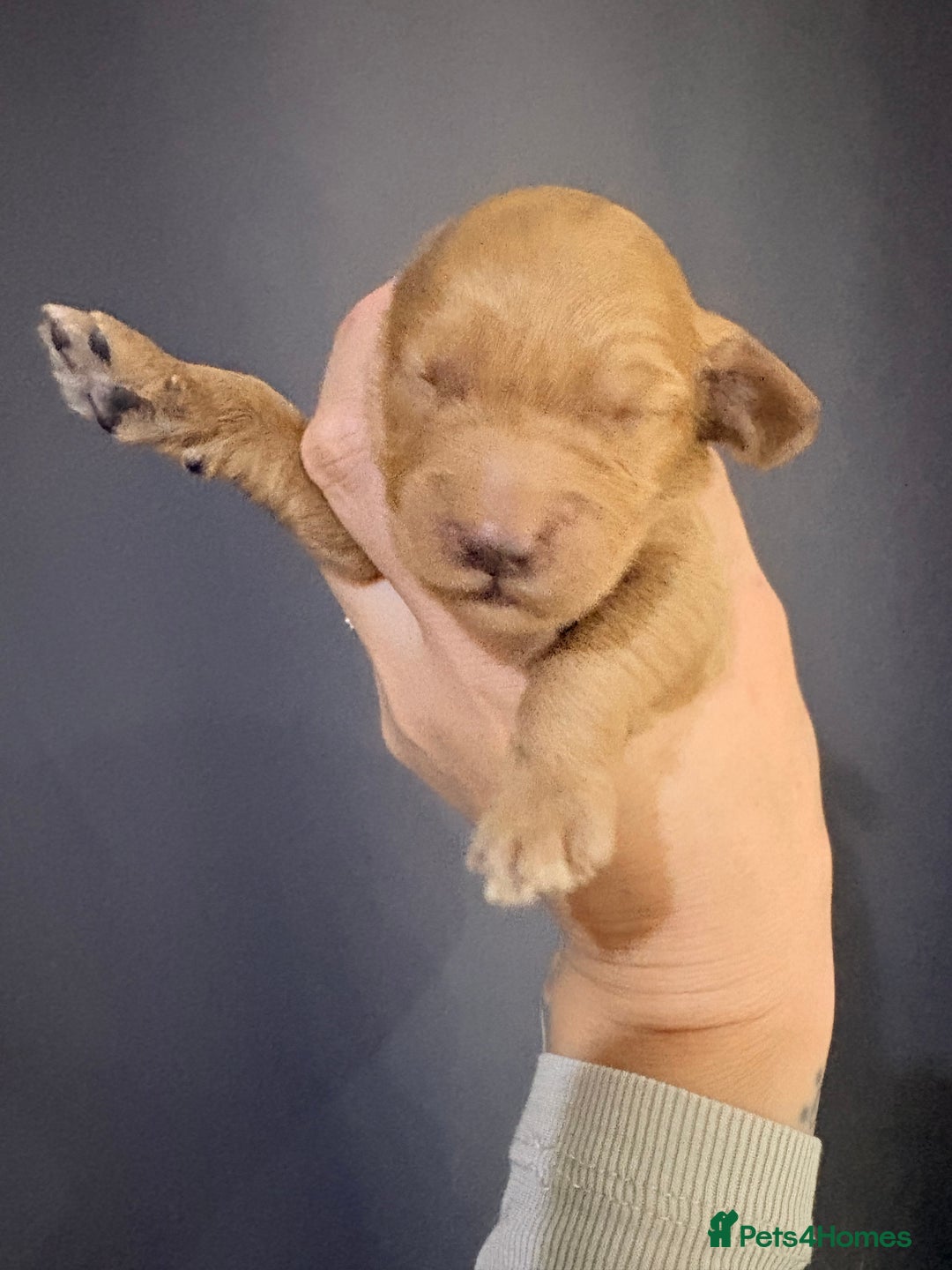 Goldendoodle dogs for sale: Superb litter of Mini Goldendoodle puppies  - Image 21