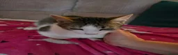 Mixed Breed cats for adoption: Galaxy for adoption in Waterlooville - Advert 4