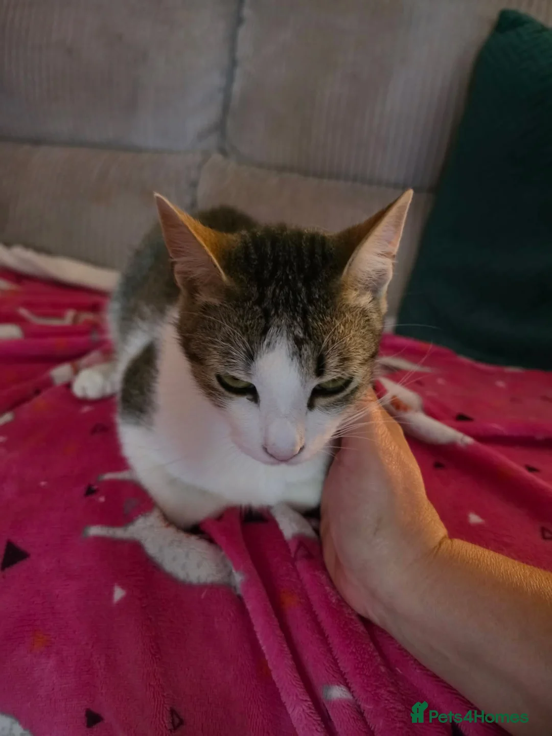 Mixed Breed cats for adoption: Galaxy for adoption in Waterlooville - Advert 4