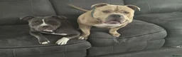 American Bully dogs for sale: Pocket bully  in Sunderland - Advert 2