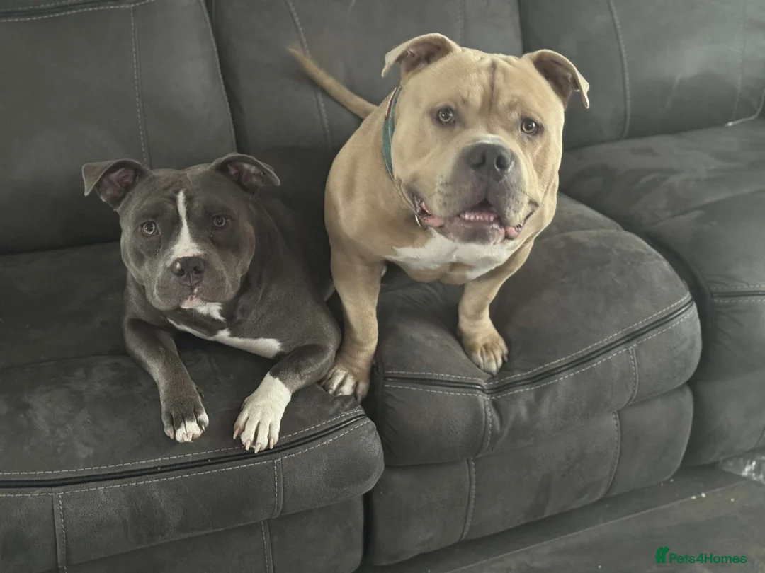 American Bully dogs for sale: Pocket bully  in Sunderland - Advert 2