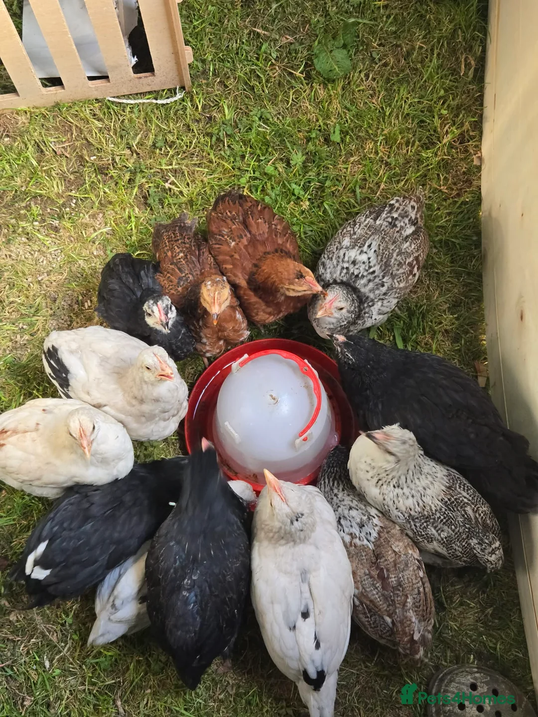 Chickens poultry for sale: 12weeks old x3 white star X rhode rock chicks in Middlesbrough - Advert 1