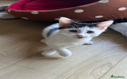 Mixed Breed cats for sale: Kitten looking for new home  - Image 4