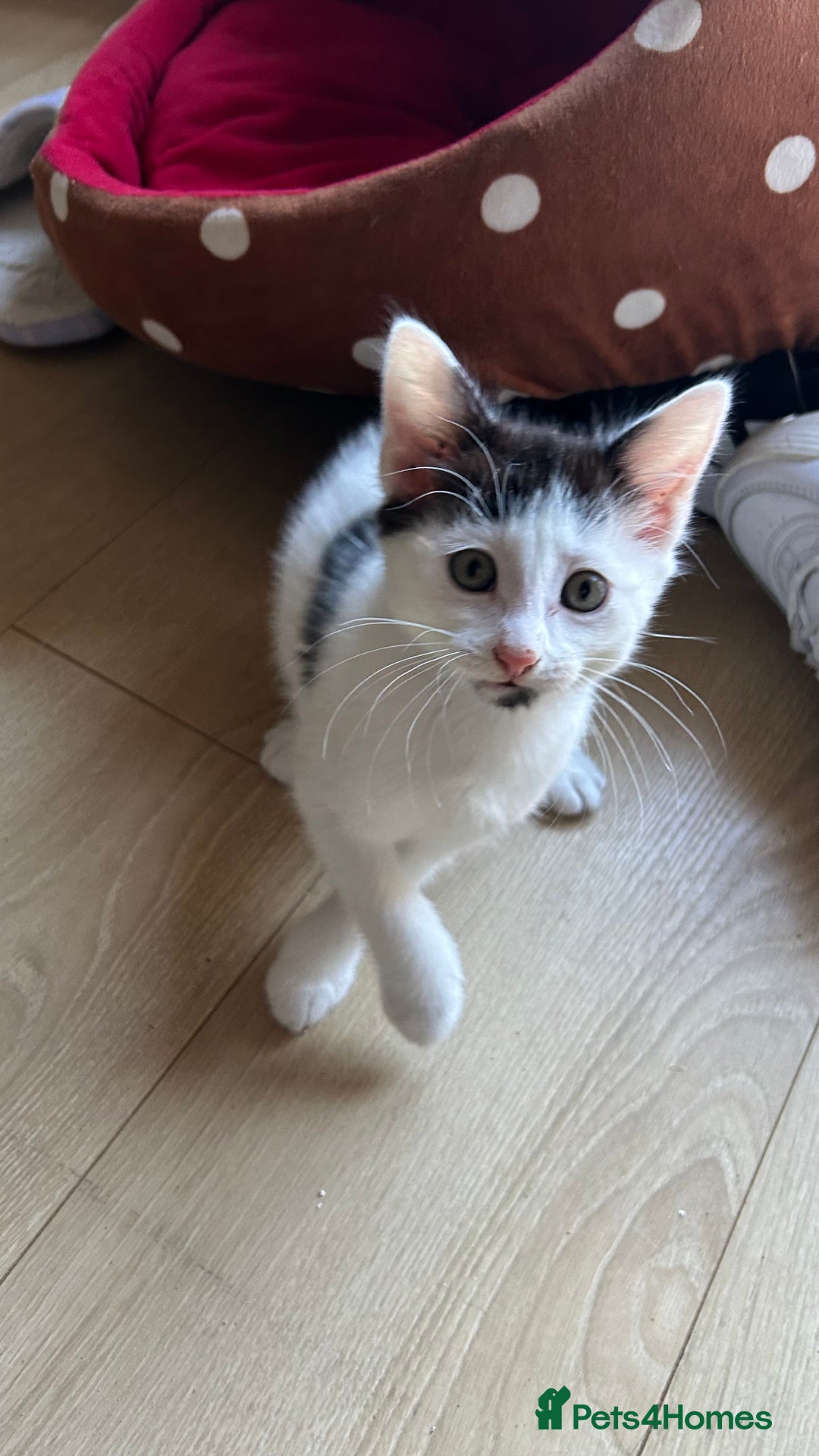 Mixed Breed cats for sale: Kitten looking for new home  - Image 4