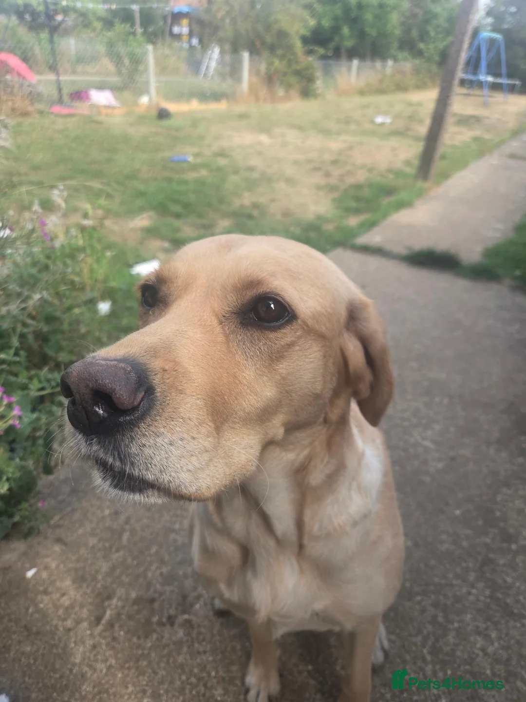 Labrador Retriever dogs for sale: My girl is due her litter 14th November 🥰 - Advert 2