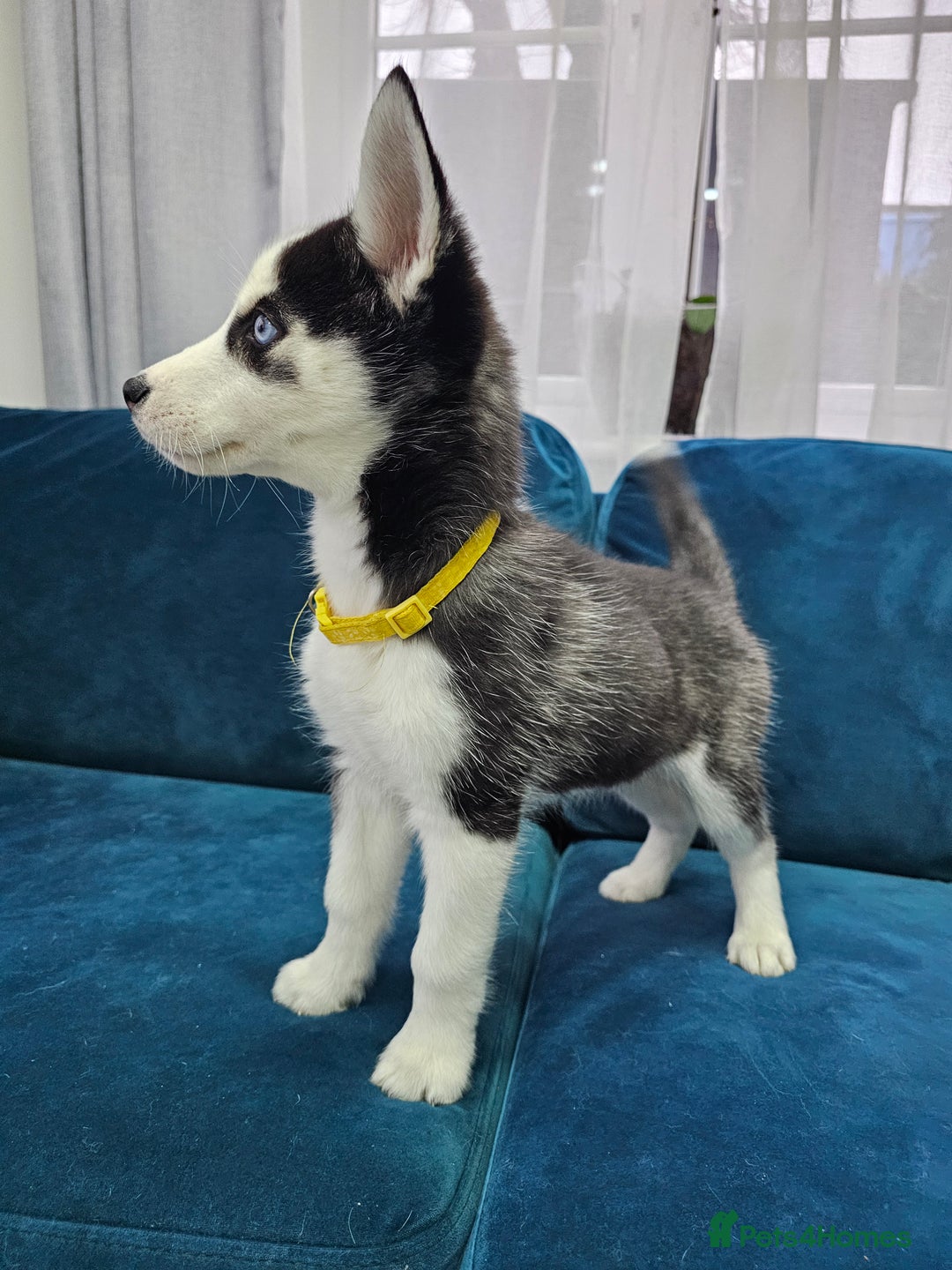 Siberian Husky dogs for sale: Pure Siberian Husky females. Ready to go  - Advert 4