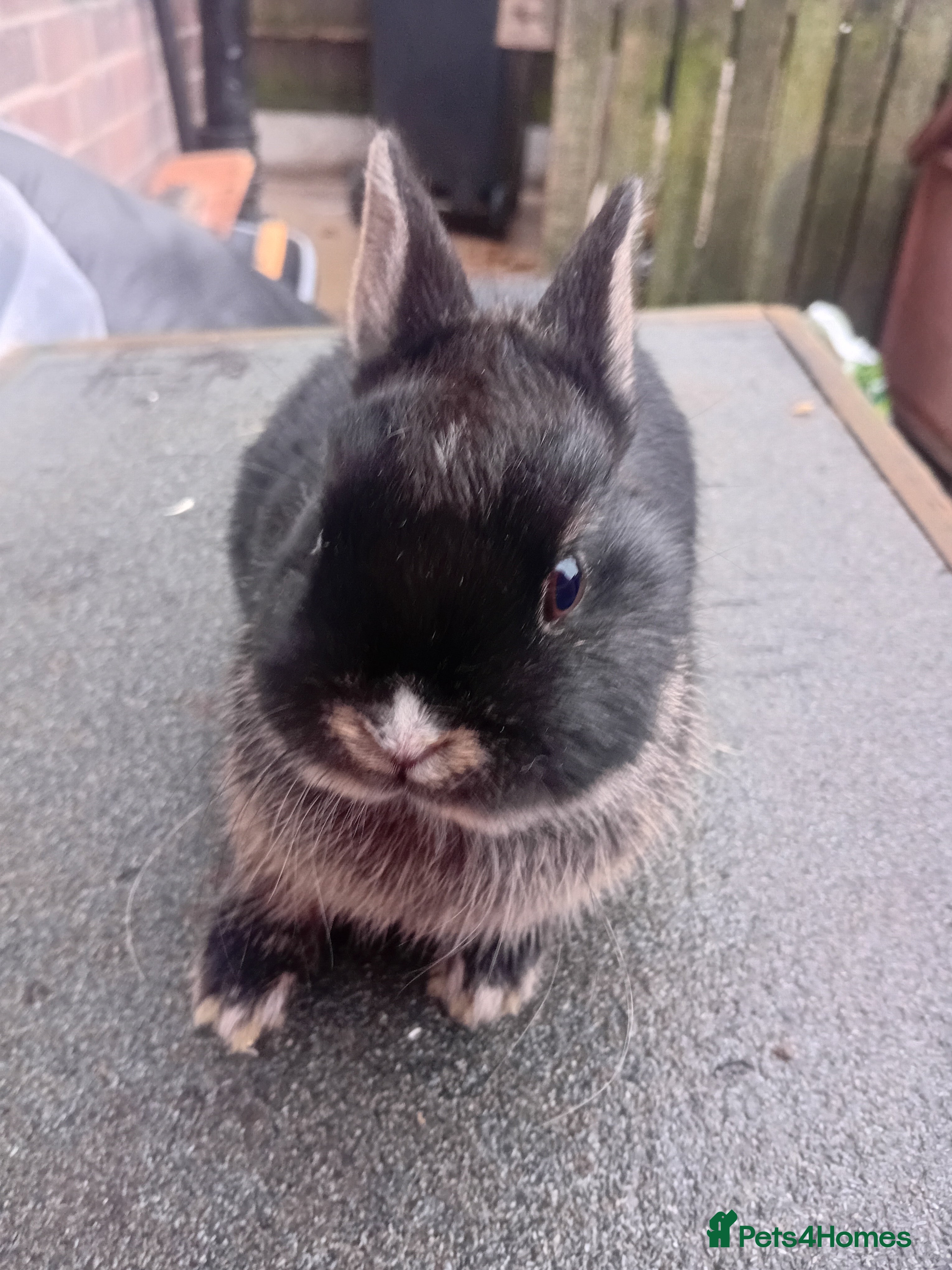 Netherland Dwarf rabbits Netherland dwarf babys  - Advert 1