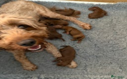 Cavapoo dogs for sale: Dark red Cavapoos ready for  the holidays. - Image 1