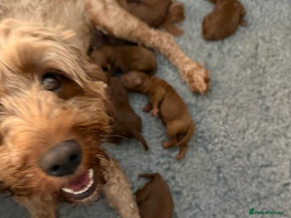 Cavapoo dogs - Advert 4