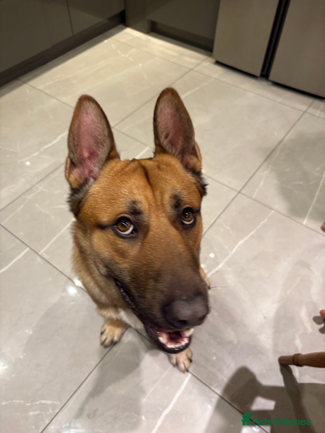 Mixed Breed dogs for sale: DOG FOR FREE - Advert 7