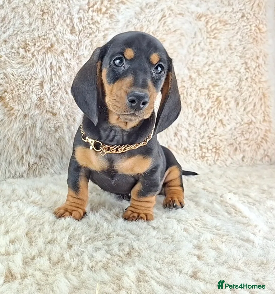 Miniature Dachshund dogs for sale: Beautiful Miniature Dachshund Puppies  - Advert 4