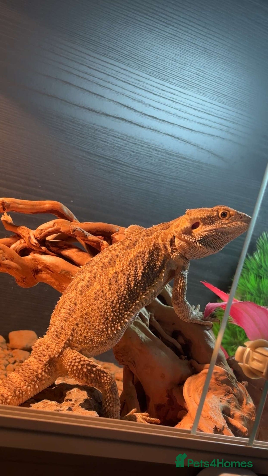 Bearded Dragon reptiles for sale: Beared dragon for sale  - Advert 1