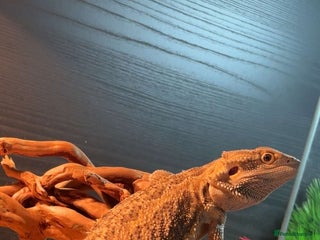 Bearded Dragon reptiles Beared dragon for sale - Advert 1