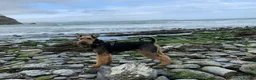 Airedale Terrier dogs for stud: Gentleman of the dog world!  in Lichfield - Advert 4