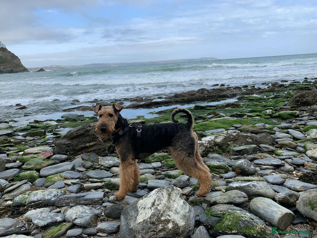 Airedale Terrier dogs for stud: Gentleman of the dog world!  in Lichfield - Advert 4