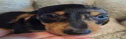 Miniature Dachshund dogs for sale: Stunning Dachshund pups *Ready now* - Advert 36