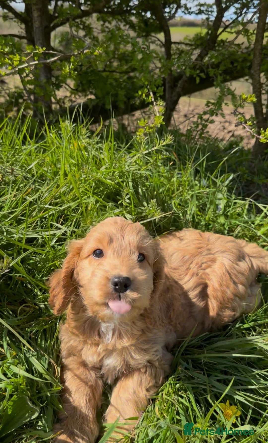 Cockapoo dogs for sale: Beautiful F1 Cockapoo Puppies - HT’d parents - Advert 2